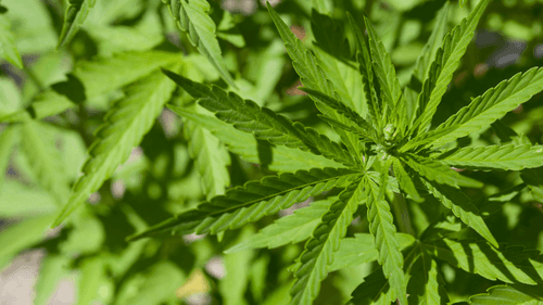 Imagem da noticia: Afinal, a cannabis é psicodélica? 