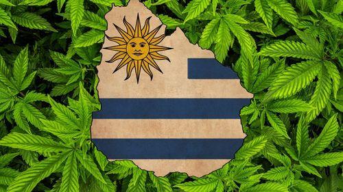 Imagem da noticia: Preço da cannabis nas farmácias sobe em todas as variedades no Uruguai