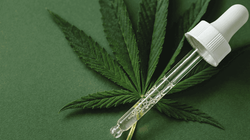 Europa pode aprovar primeiro remédio de cannabis de planta completa