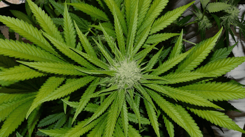 Cannabis medicinal no tratamento da fibromialgia: evidências clínicas e avanço no acesso ao canabidiol