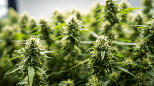 Imagem da noticia: Síndrome pouco conhecida expõe impactos do uso crônico de cannabis na saúde