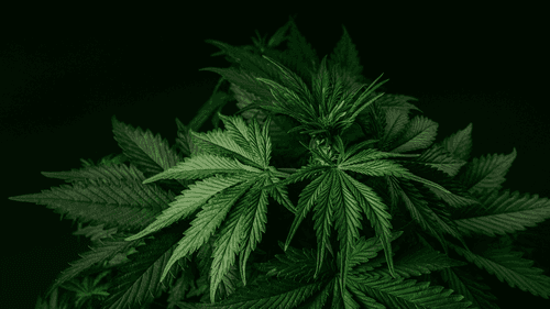 Imagem da noticia: Seminários no Oeste catarinense reforçam discussões sobre uso medicinal da cannabis