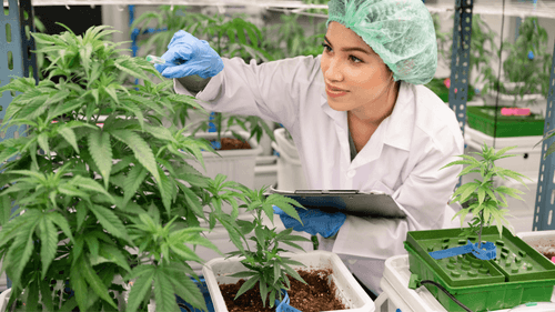 Universidade de Bristol cria módulo sobre cannabis medicinal