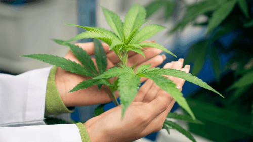 Cannabis no SUS? Vereador de São Cristóvão (SE) apresenta projeto que pode mudar a vida de muitos