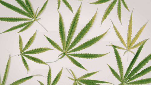 Imagem da noticia: Projeto de lei reacende discussão sobre cannabis medicinal e uso adulto em Wisconsin