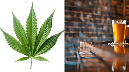 Imagem da noticia: Estudo recria bar real e mostra que a cannabis faz beber menos