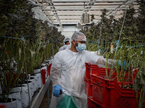 Tudo o que você precisa saber sobre o mercado da cannabis em Portugal 