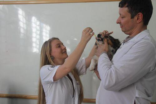 Cães portadores de dermatite atópica serão selecionados para experiência com cannabis