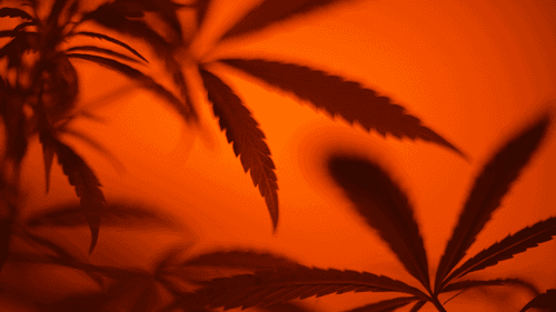 Imagem da noticia: Chicago: prefeito barra banimento de produtos com THC derivado do cânhamo