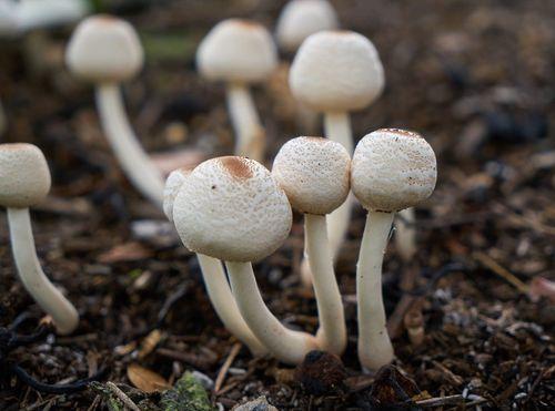 Sintético X Natural: desvendando os poderes terapêuticos dos cogumelos 