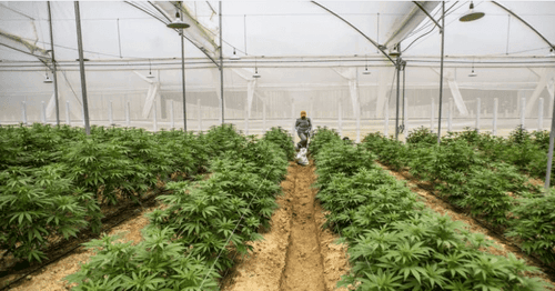 Consumo de Cannabis na Colômbia