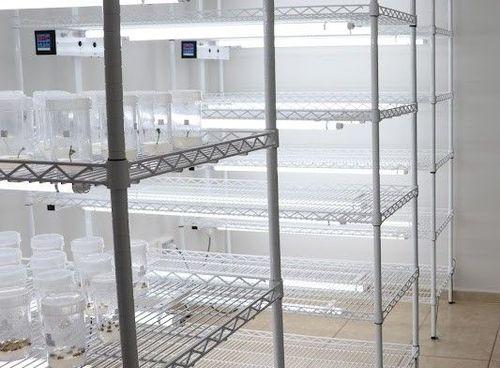 Laboratório da UFLA é o único do País com certificação para projetos in vitro de Cannabis medicinal geneticamente modificada