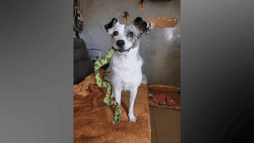 Quando o medo muda o comportamento do seu cachorro