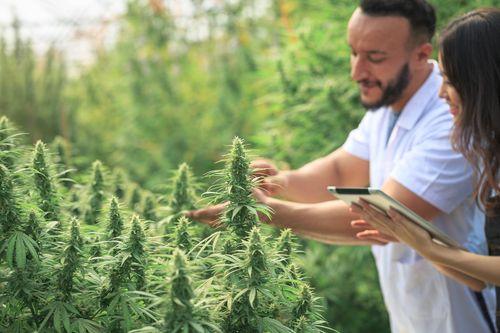 Aprenda a cultivar cannabis para fins terapêuticos