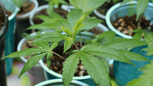 Imagem da noticia: After 20 years, Paranaense wins right to grow cannabis to treat anxiety