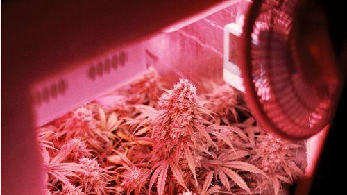 Imagem da noticia: 7 tecnologias que estão revolucionando o cultivo de cannabis nos EUA
