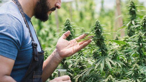 Imagem da noticia: Como se destacar no cultivo profissional de cannabis: 8 áreas essenciais para o sucesso