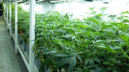 Cannabis medicinal: Brasil como referência global