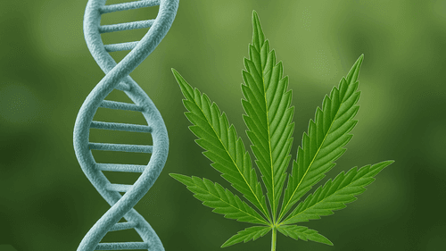 O novo mapa genético da cannabis e os caminhos para o futuro