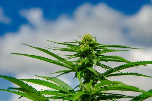 Imagem da noticia: Livro revela o poder terapêutico da cannabis e reforça Portugal como polo global do setor