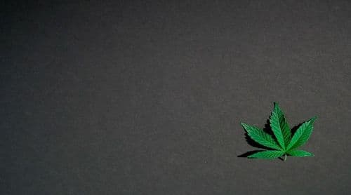 Dia internacional da cannabis medicinal