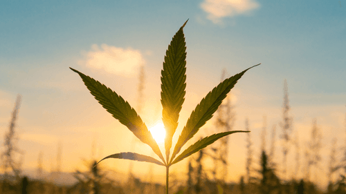 Imagem da noticia: CBD e epilepsia: quando cada crise evitada é uma história que continua