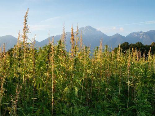 Indústria do cânhamo lança campanha para legalizar produtos para animais na Austrália