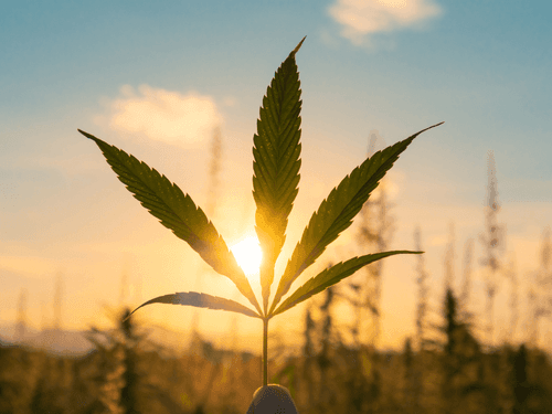 Saiba como a cannabis ajudou a cozinheira Júlia a superar depressão e ressignificar a saudade do filho 