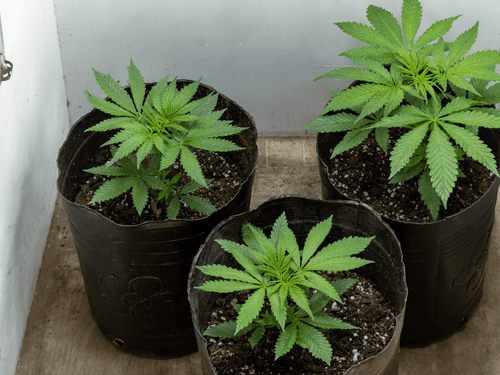 Paciente com ansiedade e depressão consegue salvo-conduto do STJ para cultivar cannabis
