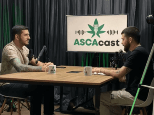 Confrontar a desinformação sobre a planta terapêutica popularmente conhecida como maconha