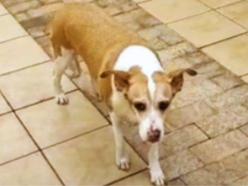 Cannabis controla crises convulsivas em cachorra idosa