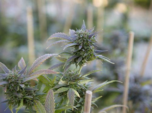 Maioria dos brasileiros apoiam a criminalização da maconha no país, aponta Data Folha 