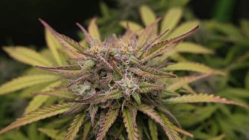 Imagem da noticia: El TJCE organiza un debate virtual sobre la judicialización del derecho a la salud a través del cannabis