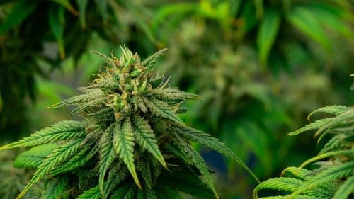 CRF-SP warns of risk of setback and legal uncertainty in the review of the Cannabis regulation