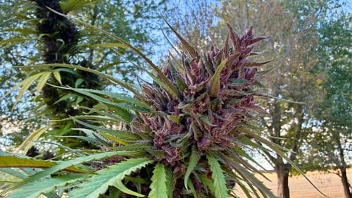 Access to treatments with cannabis flowers gains new momentum in Brazil with the support of a judicial safe-conduct