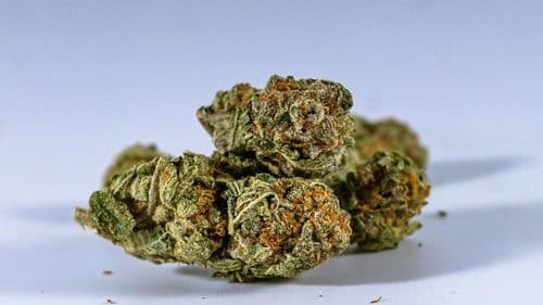 Imagem da noticia: Canopy Growth extends debts until 2031 and projects cash of C$ 425 million