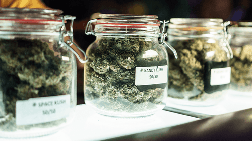 Novos padrões federais sobre unidade da cannabis garantem transparência para o consumidor