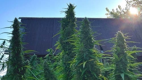 Imagem da noticia: Brazil's cannabis sector enters consolidation phase and aims for integration with agribusiness