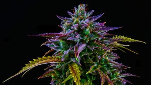 Minor Cannabinoids: Understanding the Plant's Potential Beyond THC and CBD