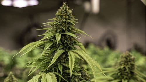 43rd CIOSP discusses the future of cannabinoid therapies in Dentistry