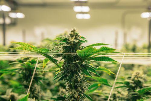 Tribunal de Justiça da UE reconhece direito de cultivar cânhamo em espaços internos