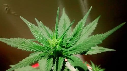 Imagem da noticia: New Study Promises to More Accurately Distinguish THC Levels in Cannabis Plants