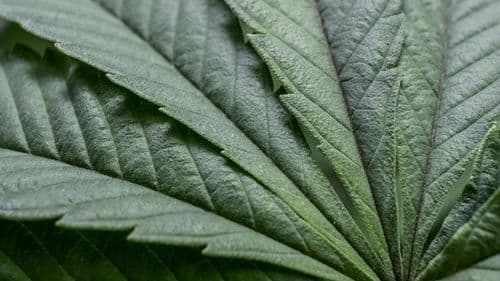 Imagem da noticia: Portaria SDR/MAPA nº 815 abre prazo para sugestões sobre plantas cultivadas no território nacional