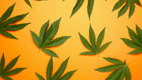 A contribuição dos negros na história da cannabis e do cânhamo no Brasil colonial
