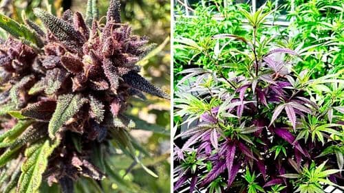 Cannabis sin THC ni CBD: genética estadounidense llega a Brasil con enfoque en CBG