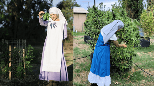 Conhecimento e cultivo: freiras americanas promovem cursos de cannabis no Brasil