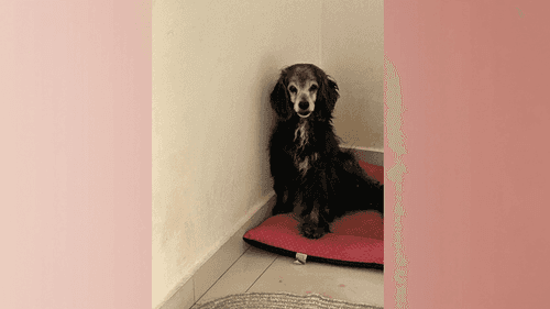 Imagem da noticia: Envelhecer com menos dor: como a cannabis tem ajudado cães idosos a viver melhor