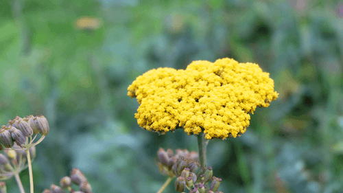 Guarda-chuva de lã e o despertar de novos canabinoides na medicina natural