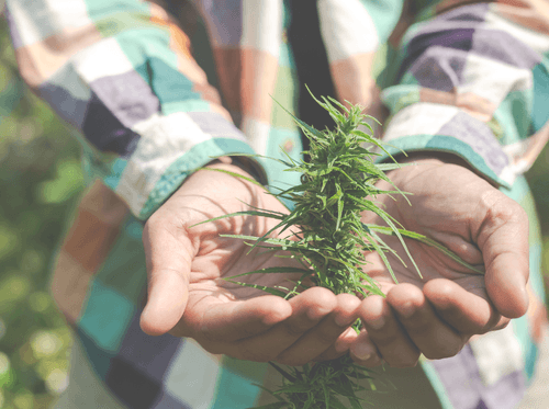 Como são criadas novas variedades de cannabis?