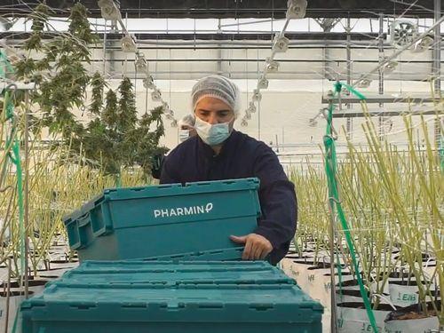 Fábrica de cannabis medicinal leiloada por valor irrisório após desaparecimento de diretores